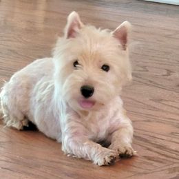 Starla - West Highland White Terrier