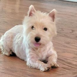 Starla - West Highland White Terrier