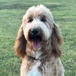 Canela - Goldendoodle