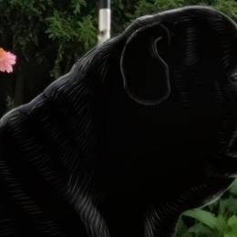 Violet - Pug