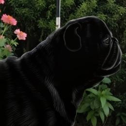 Violet - Pug
