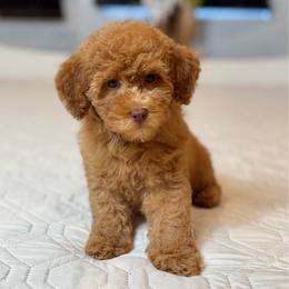 Sophie - Apricot female Poodle puppy in Queens, New York from The 2 Musketeers_Cockapoos