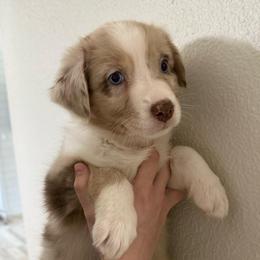Bailey - Red merle female Australian Shepherd puppy in Weeki Wachee, Florida from Ace of Spades Australian Shepherds