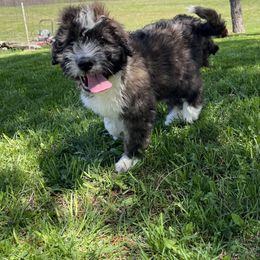 Aussiedoodle Puppies from Soap Creek Kennels