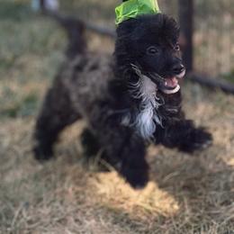 Tulip - Black and white female Chinese Crested puppy in Sweet Home, Oregon from Rhapsody Poodles & Cresteds