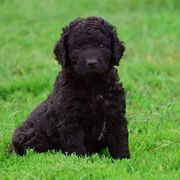 Curly-Coated Retriever Puppies from Tyneside Curlies