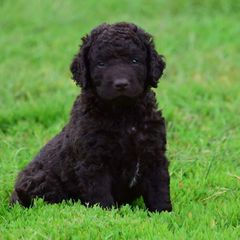 Curly-Coated Retriever Puppies from Tyneside Curlies