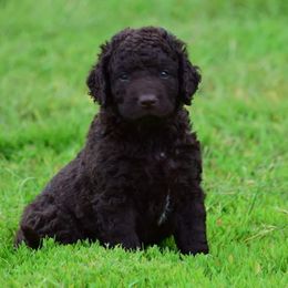Curly-Coated Retriever Puppies from Tyneside Curlies