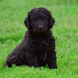 Curly-Coated Retriever Puppies from Tyneside Curlies