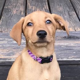 Labrador Retrievers from XOM Retrievers