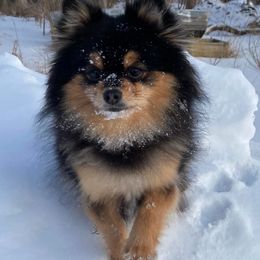 Pomeranians from Quail Cove Poms