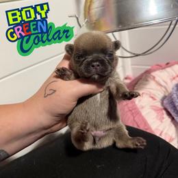 Green - Blue fawn male French Bulldog puppy in Plainview, Texas from The Kings Ransom French Bulldogs