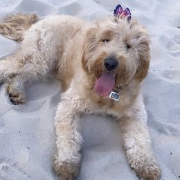 Goldendoodles from The Golden Honey