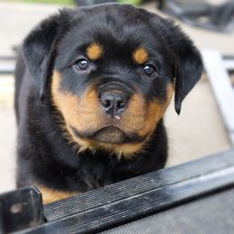 Rottweiler Puppies from Galaxia Rottweilers