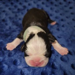 Turquoise Ribbon Male - Black and white male Boston Terrier puppy in Cedar Hill, Texas from Baldwins Boston Terriers