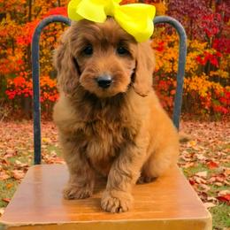 Yellow Girl - Red  female Goldendoodle puppy in Kountze, Texas from Texas Doodles LLC