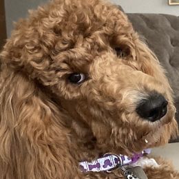 Dash - Poodle