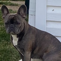 Raven - French Bulldog