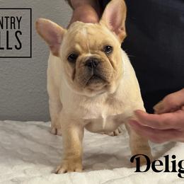 Delight(2800 AKC limited pet) - Cream female French Bulldog puppy in Pleasant Hope, Missouri from Ooh La La Doxies