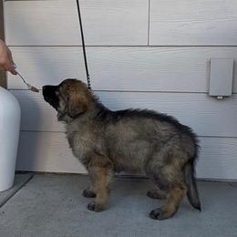 Grumpy - Purple - Fawn sable male Shiloh Shepherd puppy in Tenafly, New Jersey from Island Shilohs