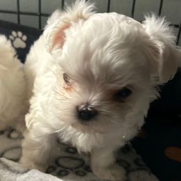 AKC Korean Male - White male Maltese puppy in Coats, North Carolina from Angie's Puppies