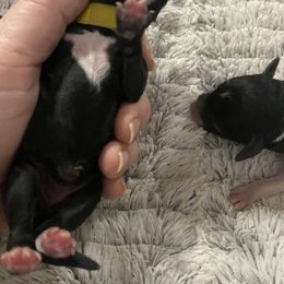 Poodle Puppies from Okie’s Cuties