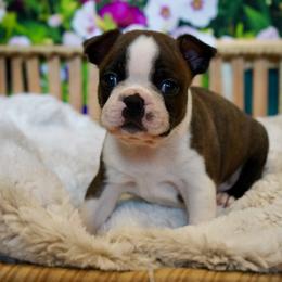 Boston Terrier Puppies from Piper Hill Bostons