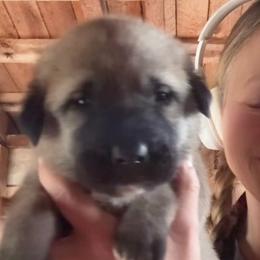 Female 4 - Fawn female Anatolian Shepherd Dog puppy in Daggett, Michigan from T&S Anatolians