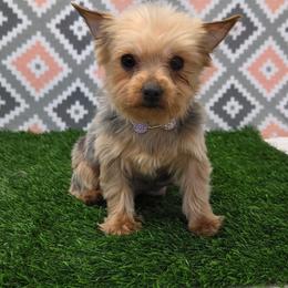 Julie - Blue and gold female Yorkshire Terrier puppy in Monticello, Iowa from Ashley’s Puppies