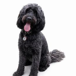 Aeli - Goldendoodle