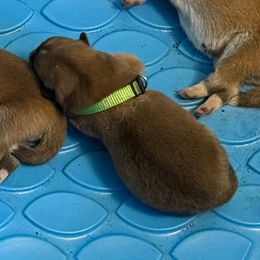 Okitatsu - Red male Japanese Akitainu puppy in Hubert, North Carolina from Miyo Ken