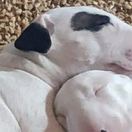 Bull Terriers from Unforgetabull Bull Terriers