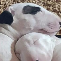 Bull Terriers from Unforgetabull Bull Terriers