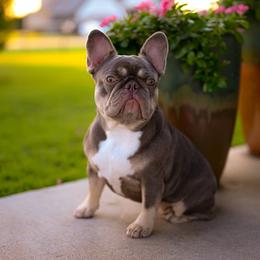 Koda - French Bulldog
