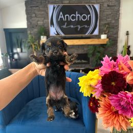 R a v e n - teacup GIRL - Black and gold female Yorkipoo puppy in Pleasant View, Utah from Anchor Dogs