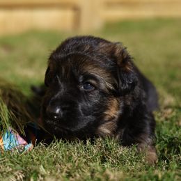 Collins - Black and red female German Shepherd puppy in Apex, North Carolina from Milestone GSDs