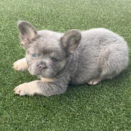 Dylan-AKC Fluffy Long Hair - Tricolors male French Bulldog puppy in Palm Coast, Florida from Calypso Island French Bulldogs