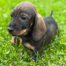 Molly - Wild boar female Dachshund puppy in Superior, Montana from Never Land Dachshunds of Montana
