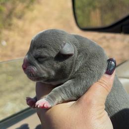 Puppy 5 - Blue tri-color female American Bully puppy in Orlinda, Tennessee from SimplyBullies
