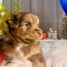 Bud - Red tri male Miniature Australian Shepherd puppy in Wauchula, Florida from Sun & Moon Aussies