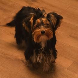 Ree - Yorkshire Terrier