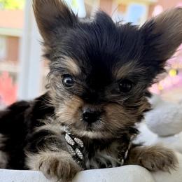 Biewer Terriers, Morkies, and Yorkshire Terriers from Kimora’s Kreation’s Kennel