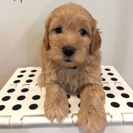 Male 4 - Cream male Goldendoodle puppy in West Warwick, Rhode Island from Lil Rhody’s Goldendoodles