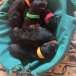 Girl 1 - Black and tan female Welsh Terrier puppy in Yorktown, Virginia from Dragon Shield Terriers