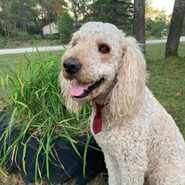 Baxter  - Goldendoodle