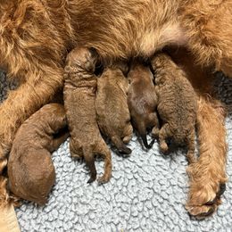 Girl 1 - Red Irish Terrier puppy in Ball Ground, Georgia from Ceallach Irish Terriers