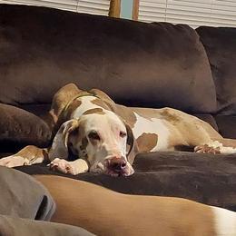 Finley - Great Dane
