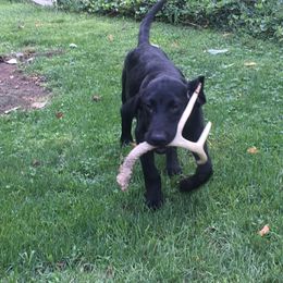 English Cocker Spaniel and Labrador Retriever All Grown Up from Blue Clay Kennels, LLC.