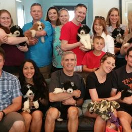 Sheepadoodle Puppies from Liberty Hill Sheepadoodles