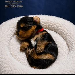 PRADA - Black and tan male Yorkshire Terrier puppy in New Orleans, Louisiana from ROYAL PAWS